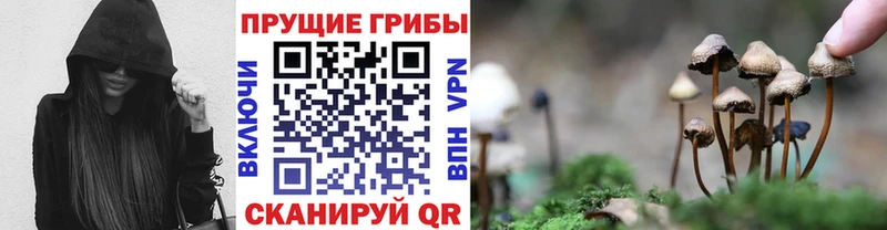 Галлюциногенные грибы Cubensis  Купить  Гвардейск 